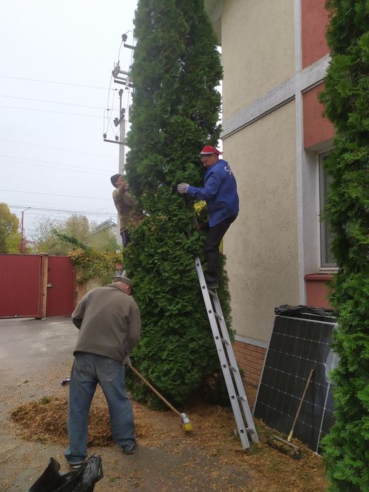 Чистка туй і обрізка дерев Золоче, Бортничи,Осокорки