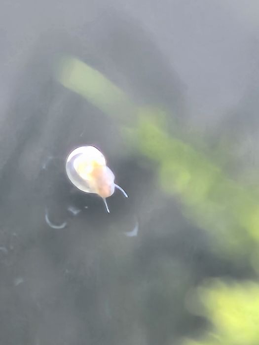 Oddam za darmo ślimaki zatoczki