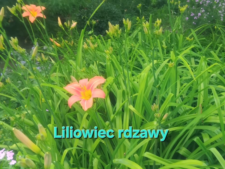 Kwiatki ogrodowe