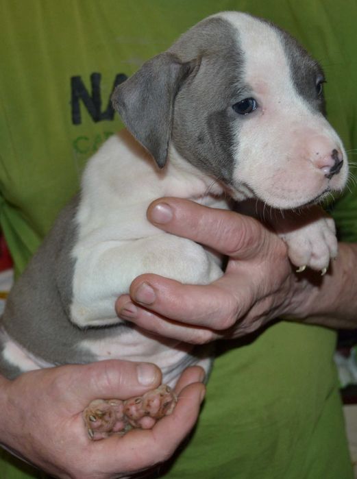 Голубо-біла дівчинка стаффорда.