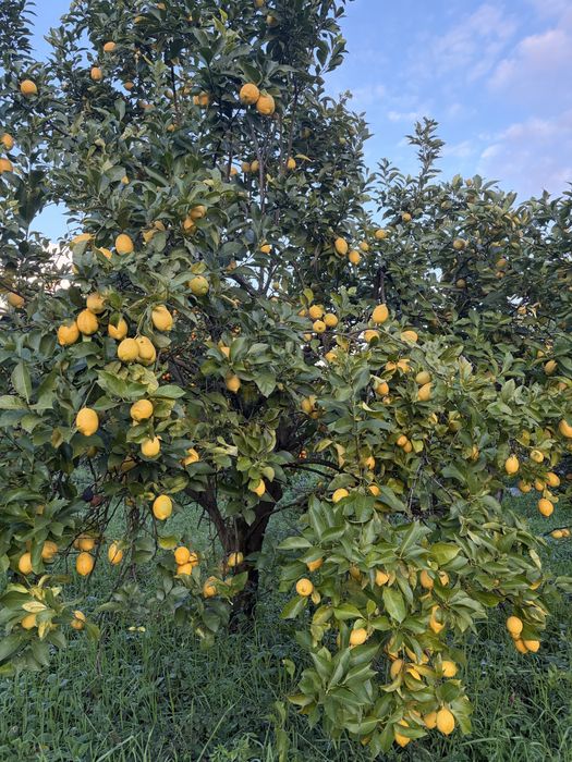Laranjas, limões e clementinas