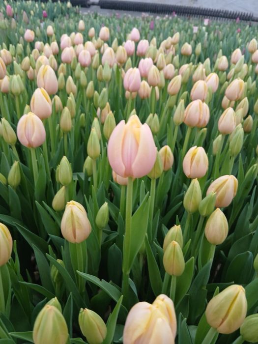 Тюльпан 35грн/шт.