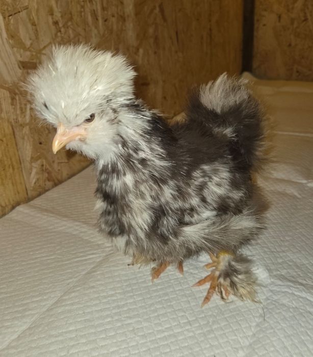 jajka legowe silka mottled
