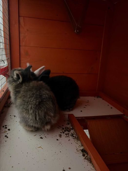 Coelhos anões mini lop*Lionhead