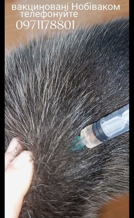 Весна блакитні очі для Вас