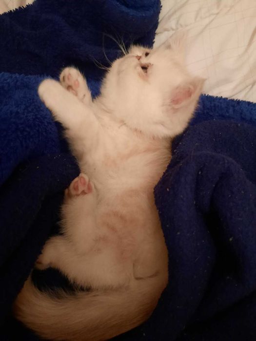 Котенок,  экзот, малышу 2 мес.