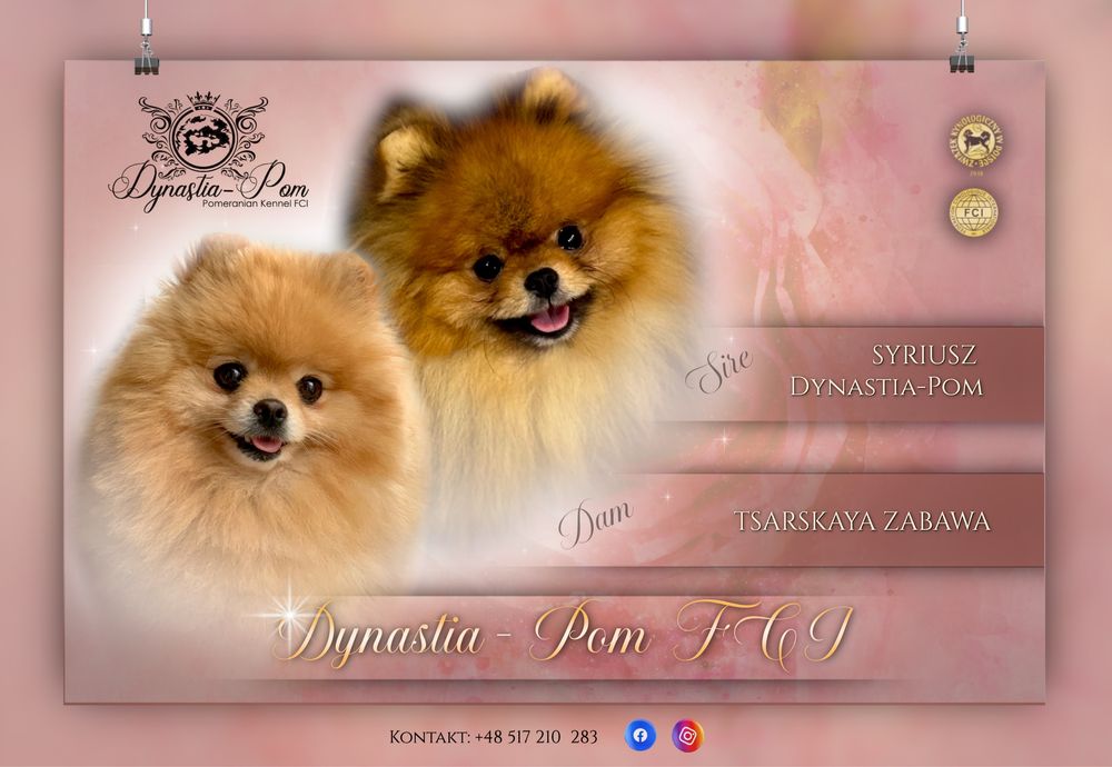 Szpic miniaturowy pomeranian FCi