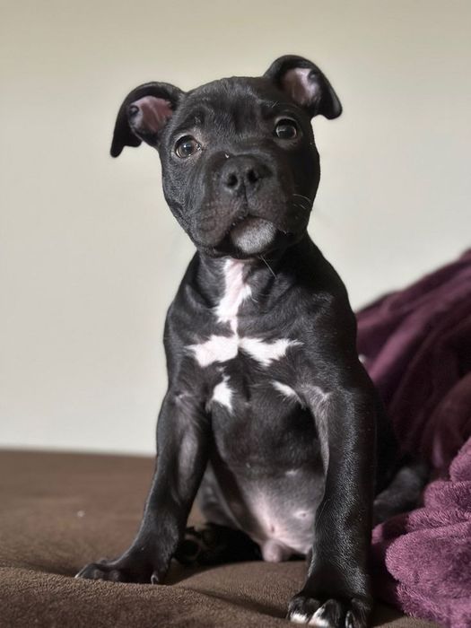 Терміново хлопчики Амстафа