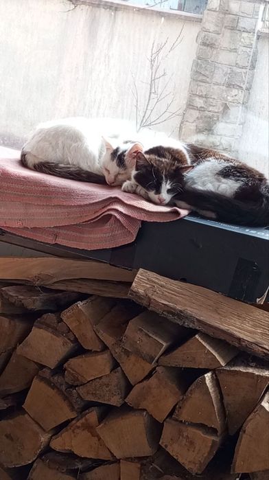 Кошенята і кішки в добрі руки