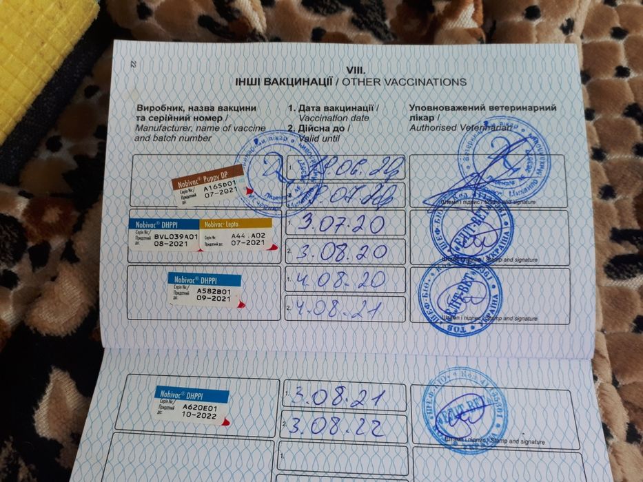 Малінуа, бельгійська вівчарка. В'язка