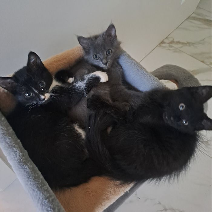 Кошенята 2.5 місяця