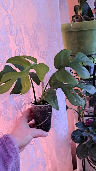 Монстера Little Sister