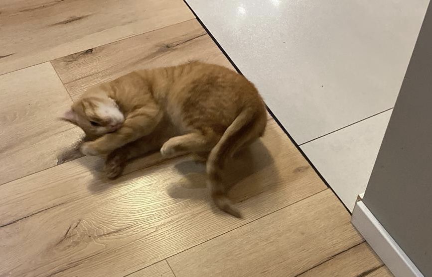 Dwa RUDE CUDA PILNIE szukają domu!