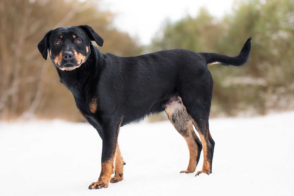 Corly: uległy i pozytywny przytulas