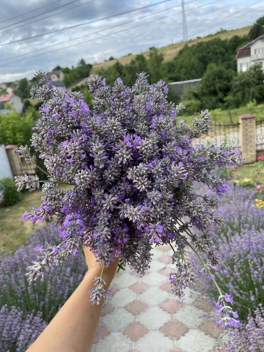 Зріз  лаванди букет саше