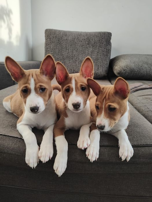 Piesek basenji ze Szczecina