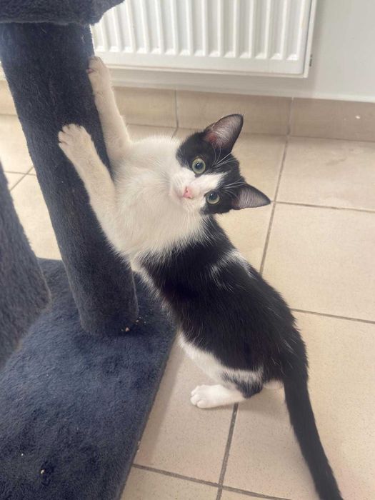 Auron - spokojny, czarno-biały kot szuka kochającego domu!