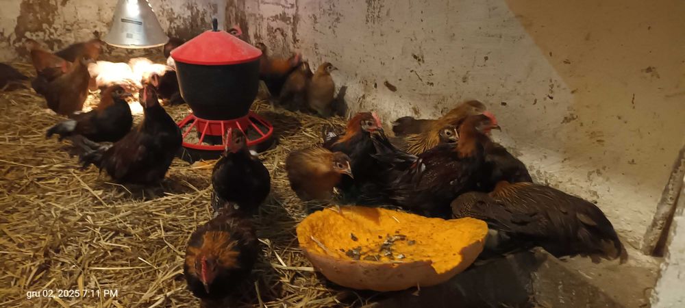 ohiki młode pary lub kogutki