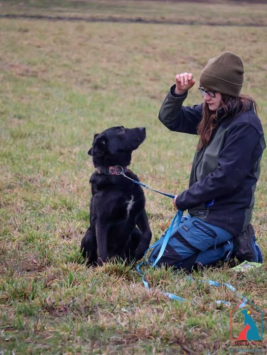 Śliczny, młody, w typie labradora - bardzo wrażliwy i serdeczny pies