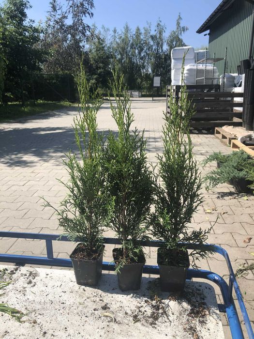 tuja szmaragd P9 50 cm sadzonka premium!!!