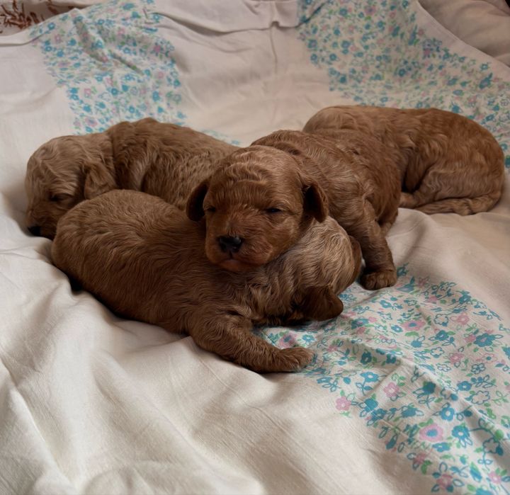 Bichpoo/poochon/bichon frise