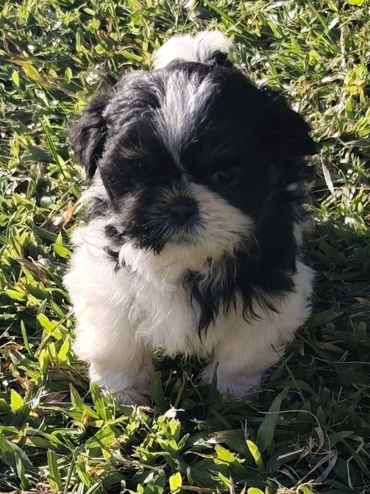 Shih-Tzu fêmea disponível
