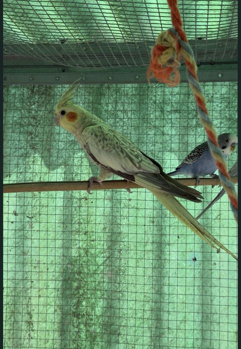 Caturras troco por outras aves