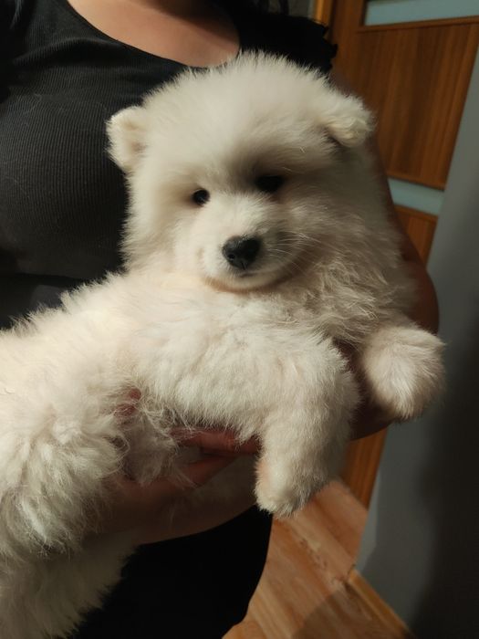 Samojed, biała kropka