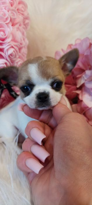 ZAREZERWOWANA !!! CUDNA Mini sunia Chihuahua