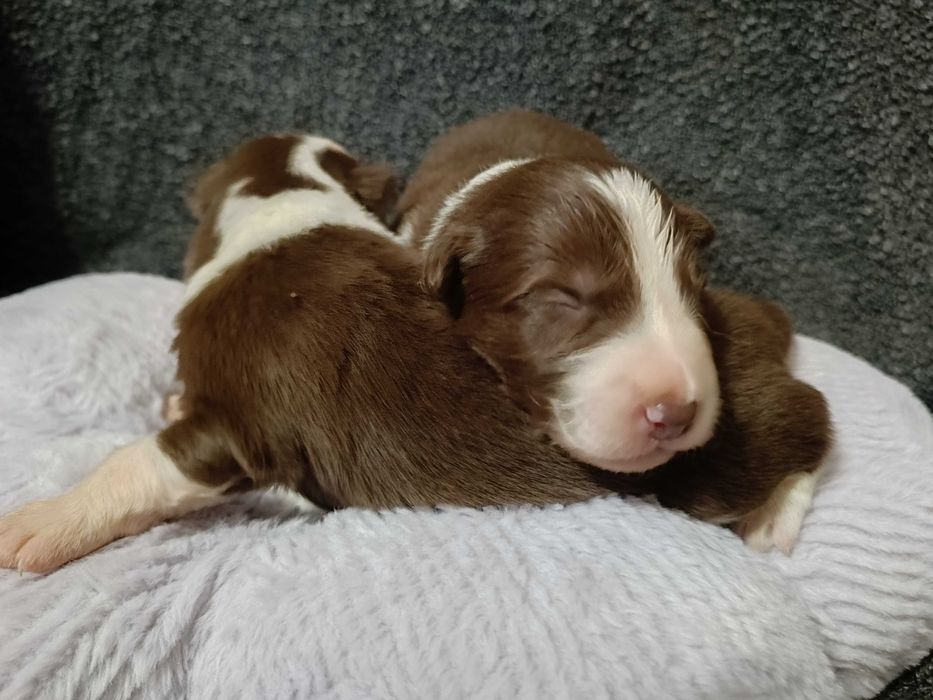 Piesek Border Collie