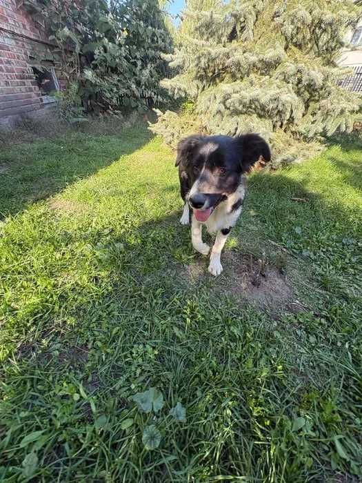 Border Collie pies badania