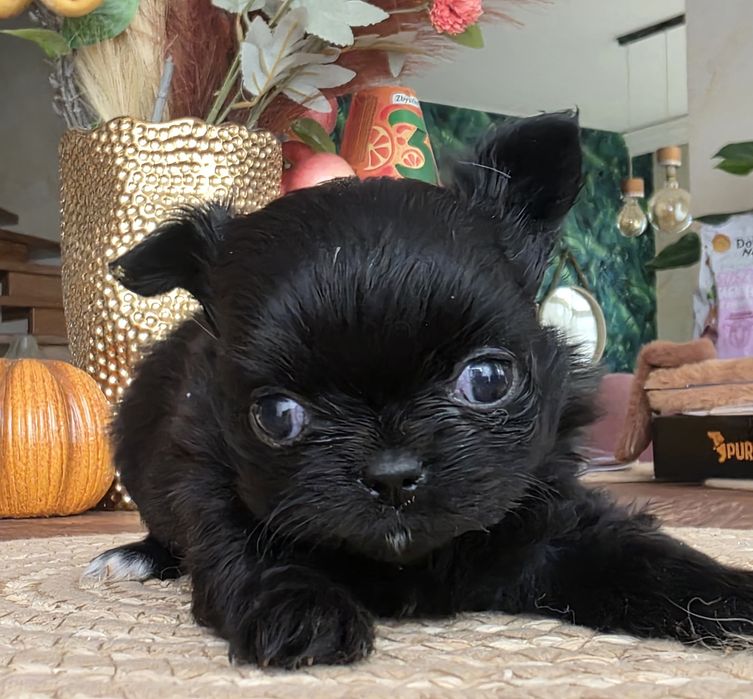Chihuahua długowłosa dziewczynka czarna