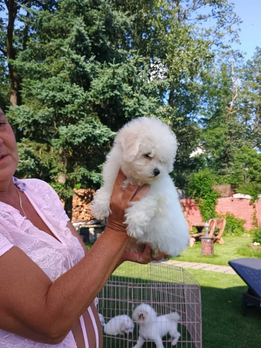 Piękna suczka Bichon Frise