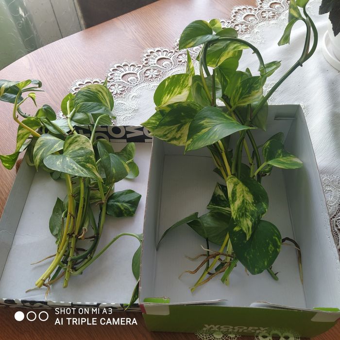 Епіпремнум , сциндапсус  .