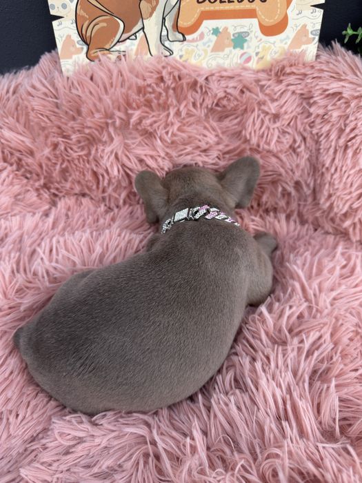 Menina buldog frances lilac