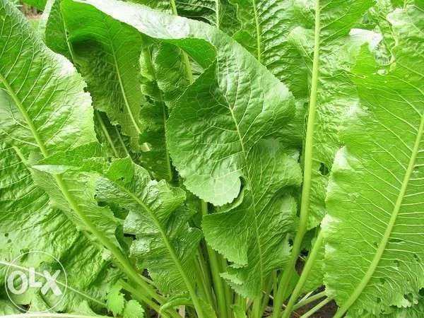 Chrzan sadzonki Chrzanu