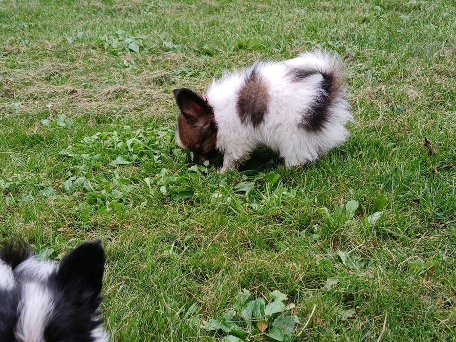 Spaniel Kontynentalny Miniaturowy Papillon