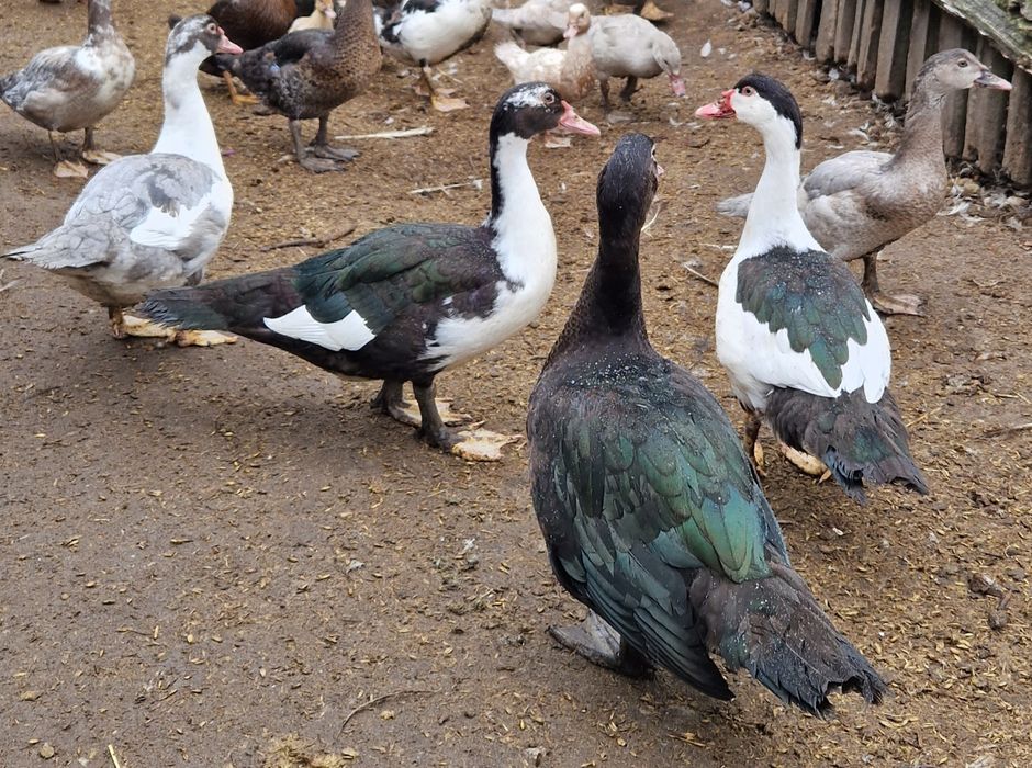 Kaczki kaczory młode