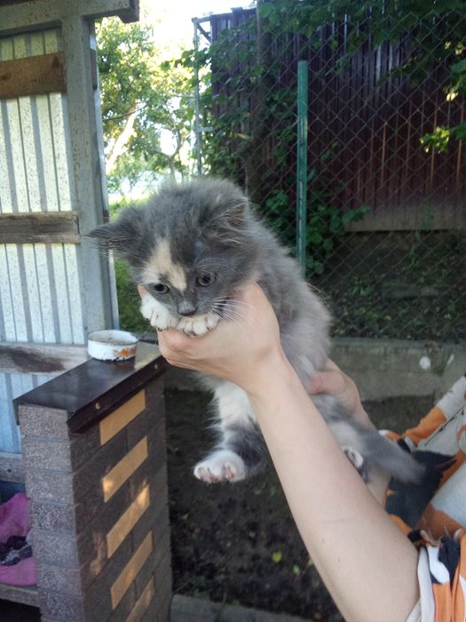 Віддам в добрі руки 2 кошенят