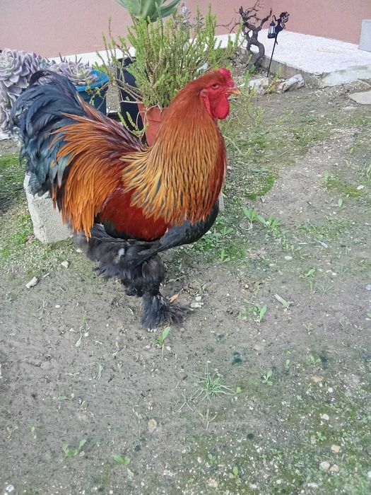 Ovos férteis galados incubação incubar brahma perdiz dourado e azul