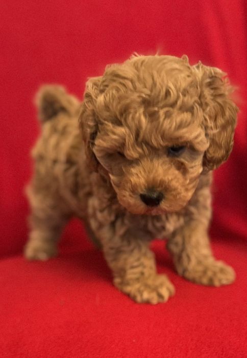 Яркая девочка мальтипу Одесса