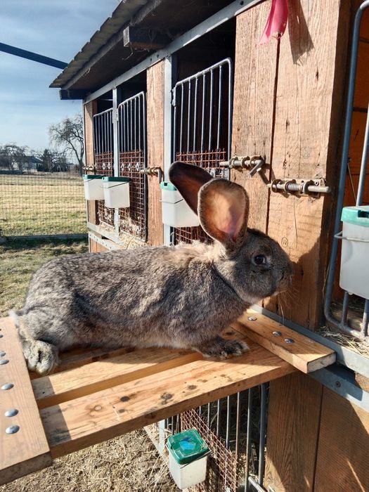 Króliki belgijskie