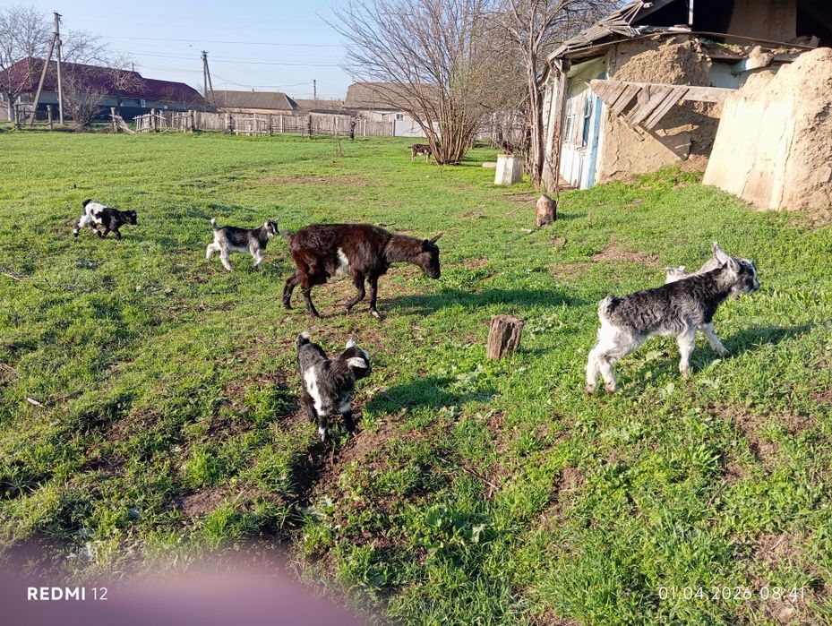 Продам коз с козлятами.