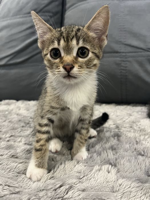 Віддамо кошеня в добрі руки.