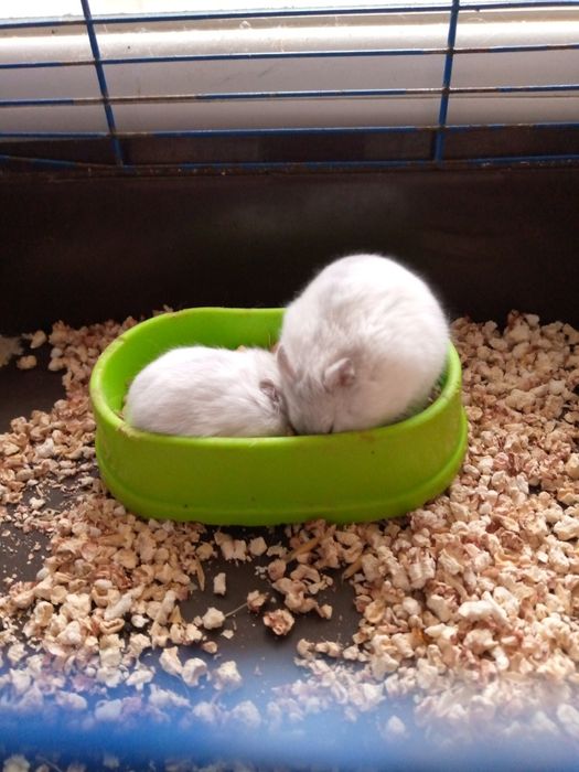 Хомячки Кременчуг