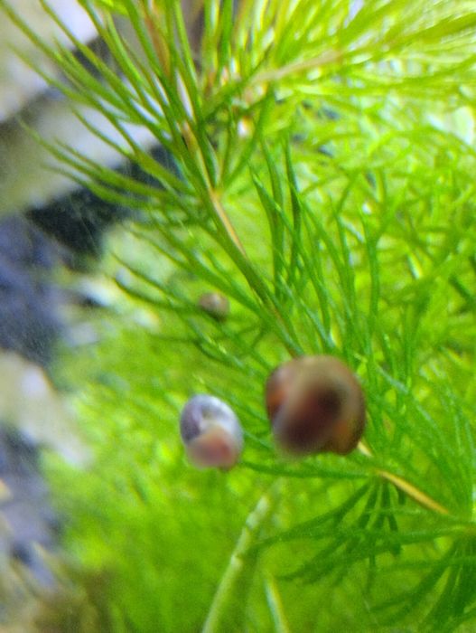 Caracóis para aquário