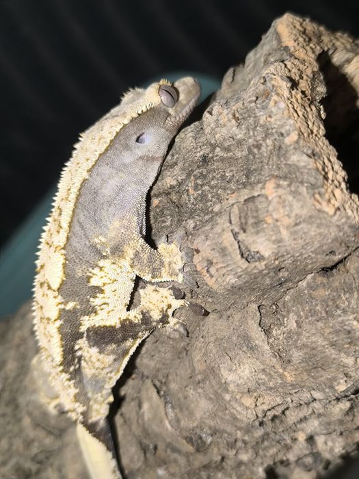 Gekon orzęsiony extreme harlequin samica