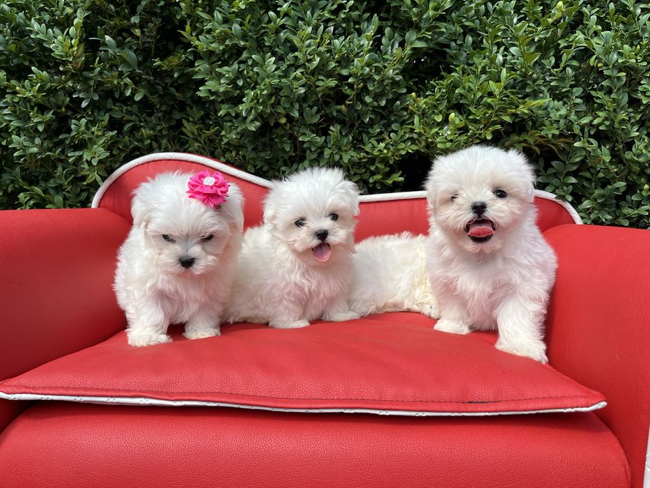 Maltańczyk z rodowodem