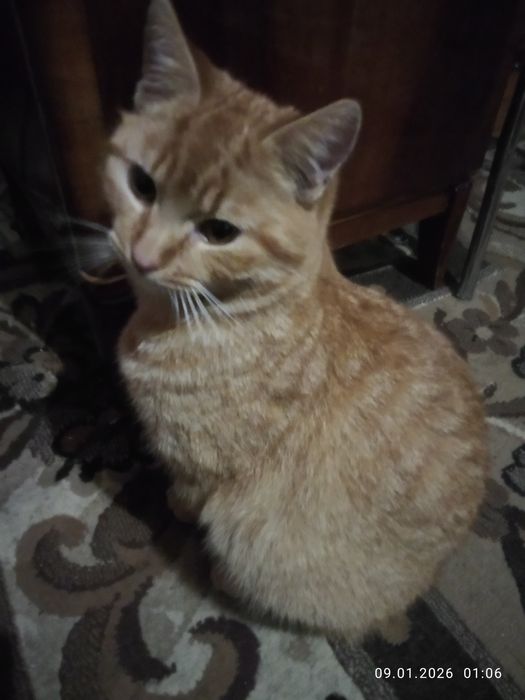 Отдам котят в хорошие руки.