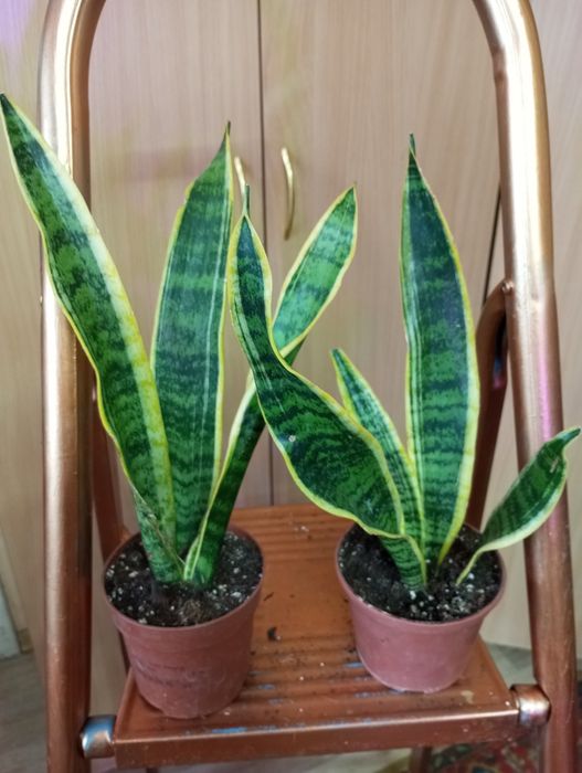 Сансевиерии сорта